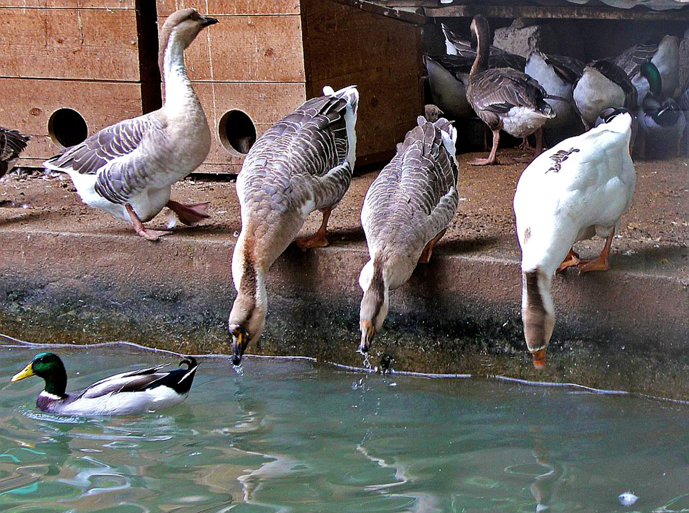 Синхронный водопой