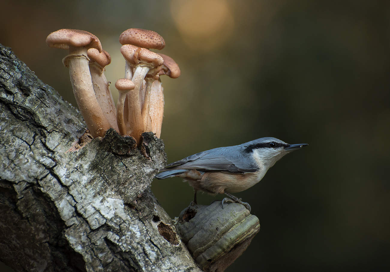Опять грибники идут(((