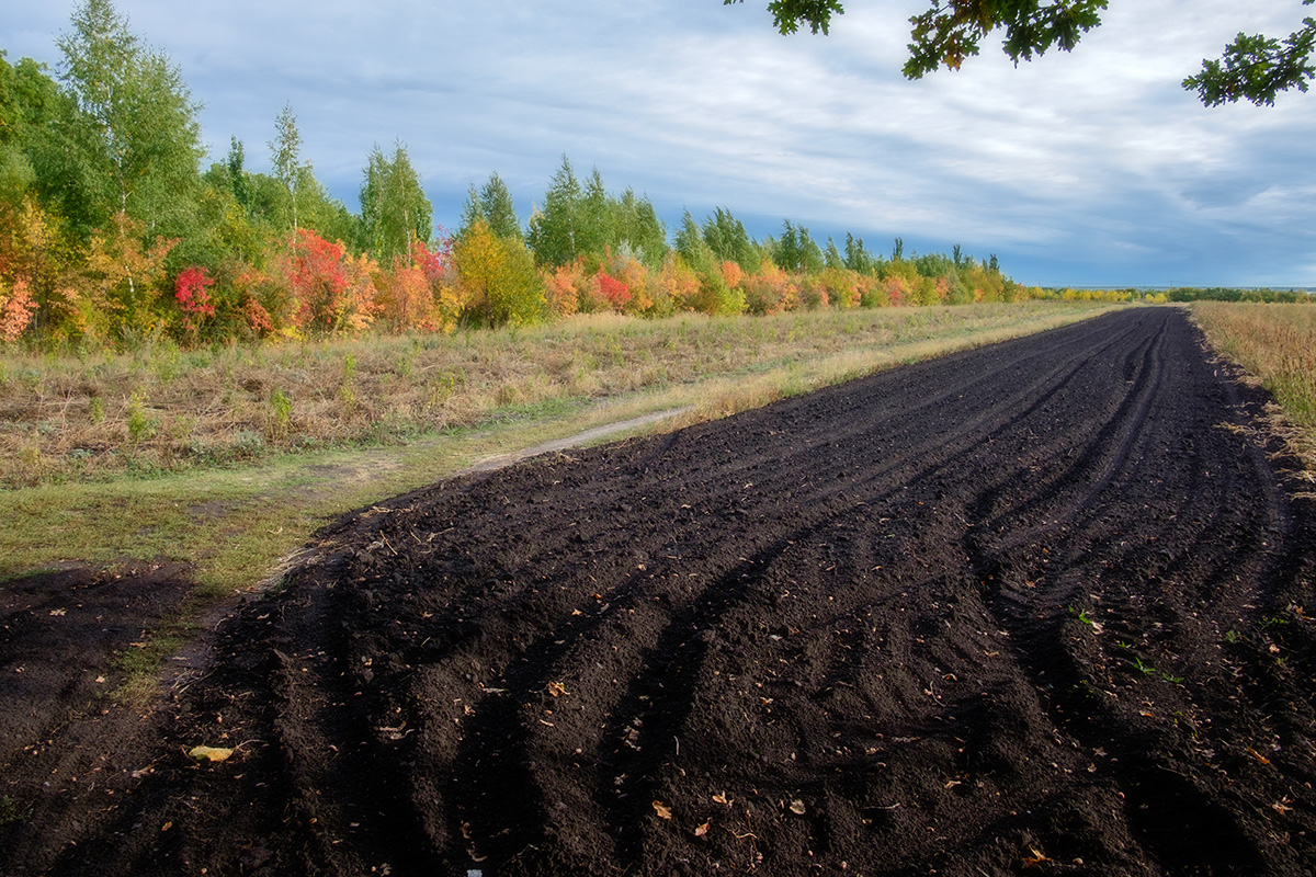 Лесопосадка...