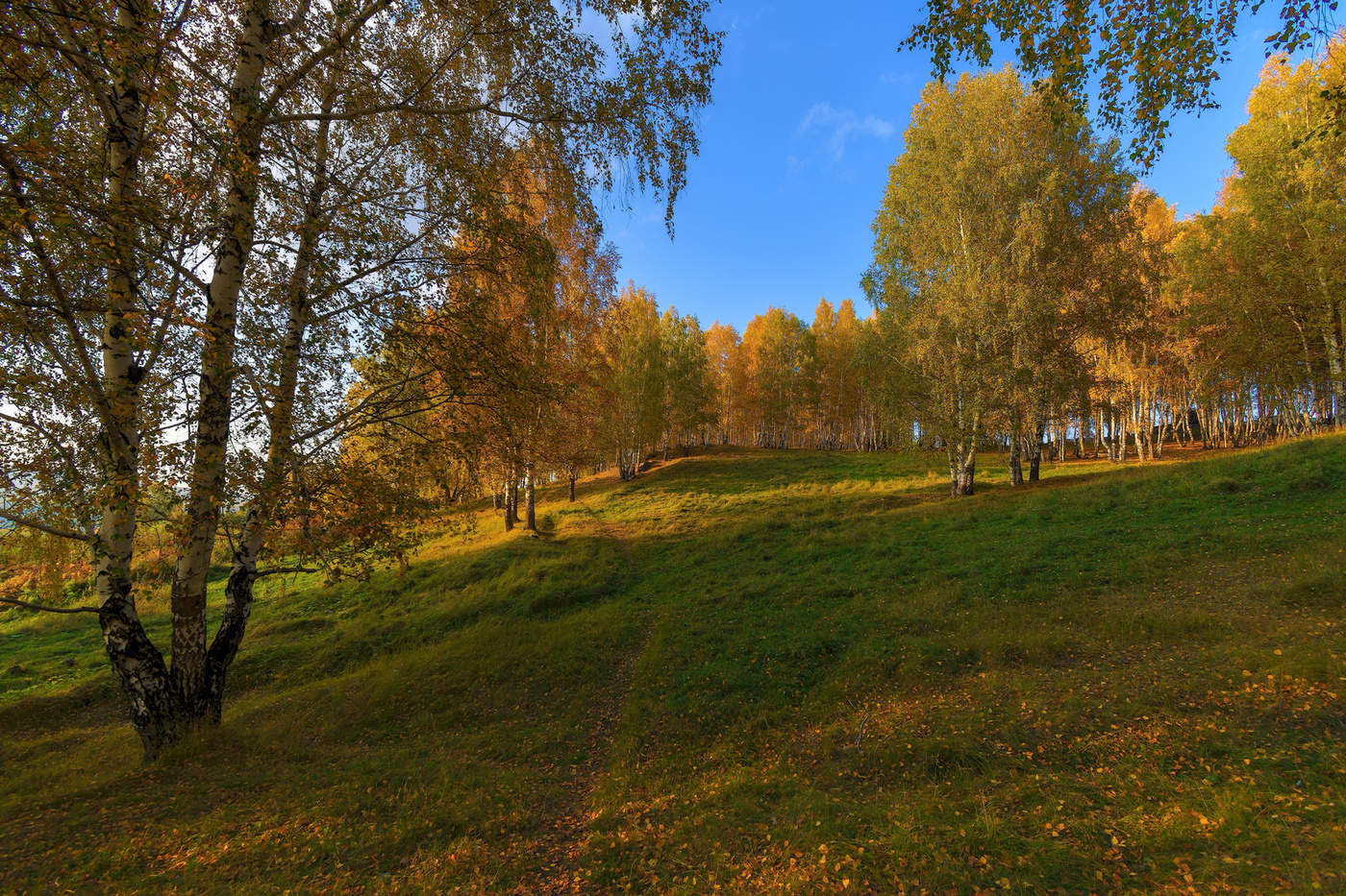 Березовая роща