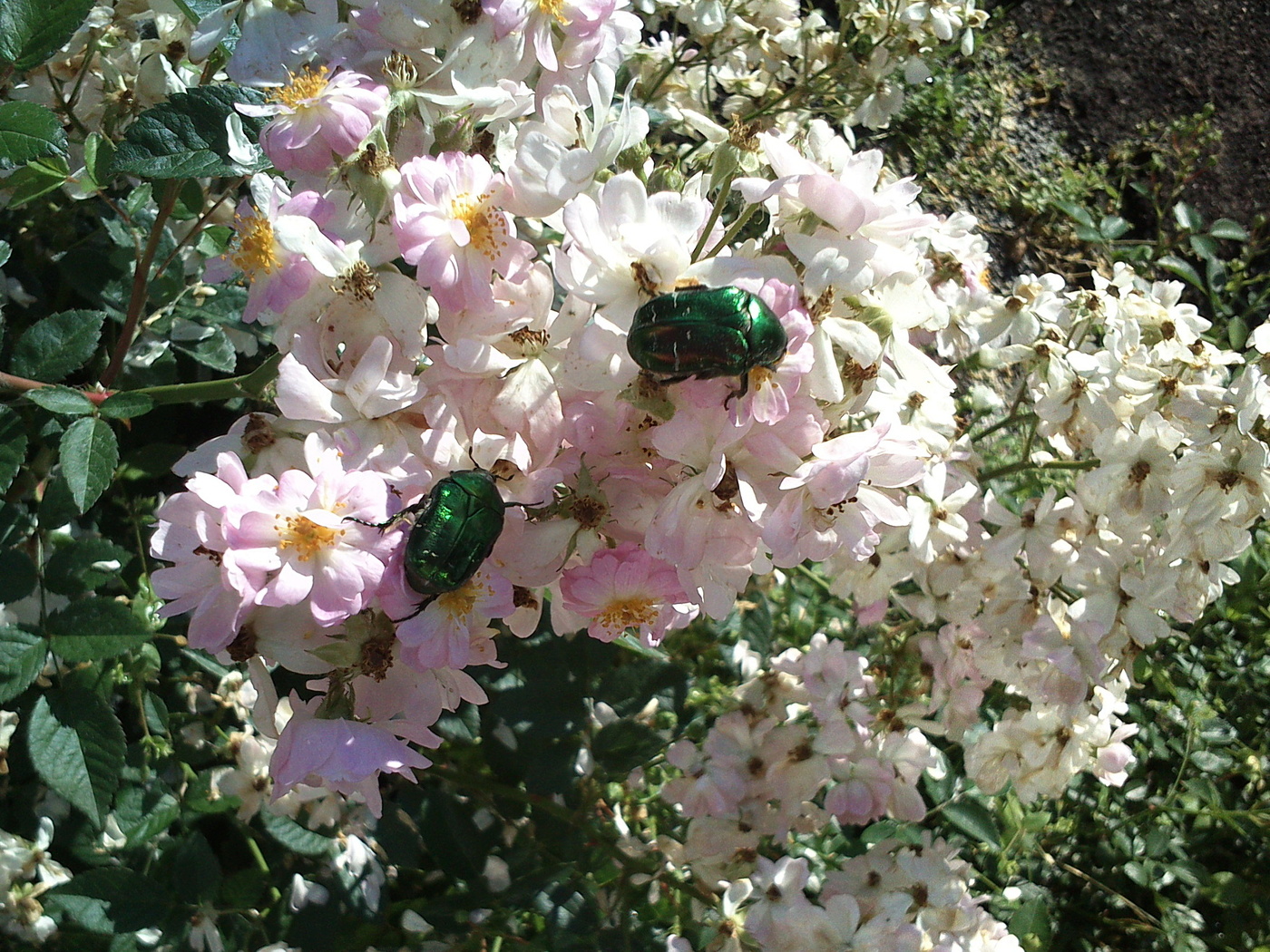 Успеть насладиться..