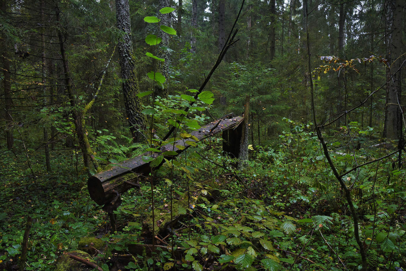 "Тишина, как в монастырской келье..."
