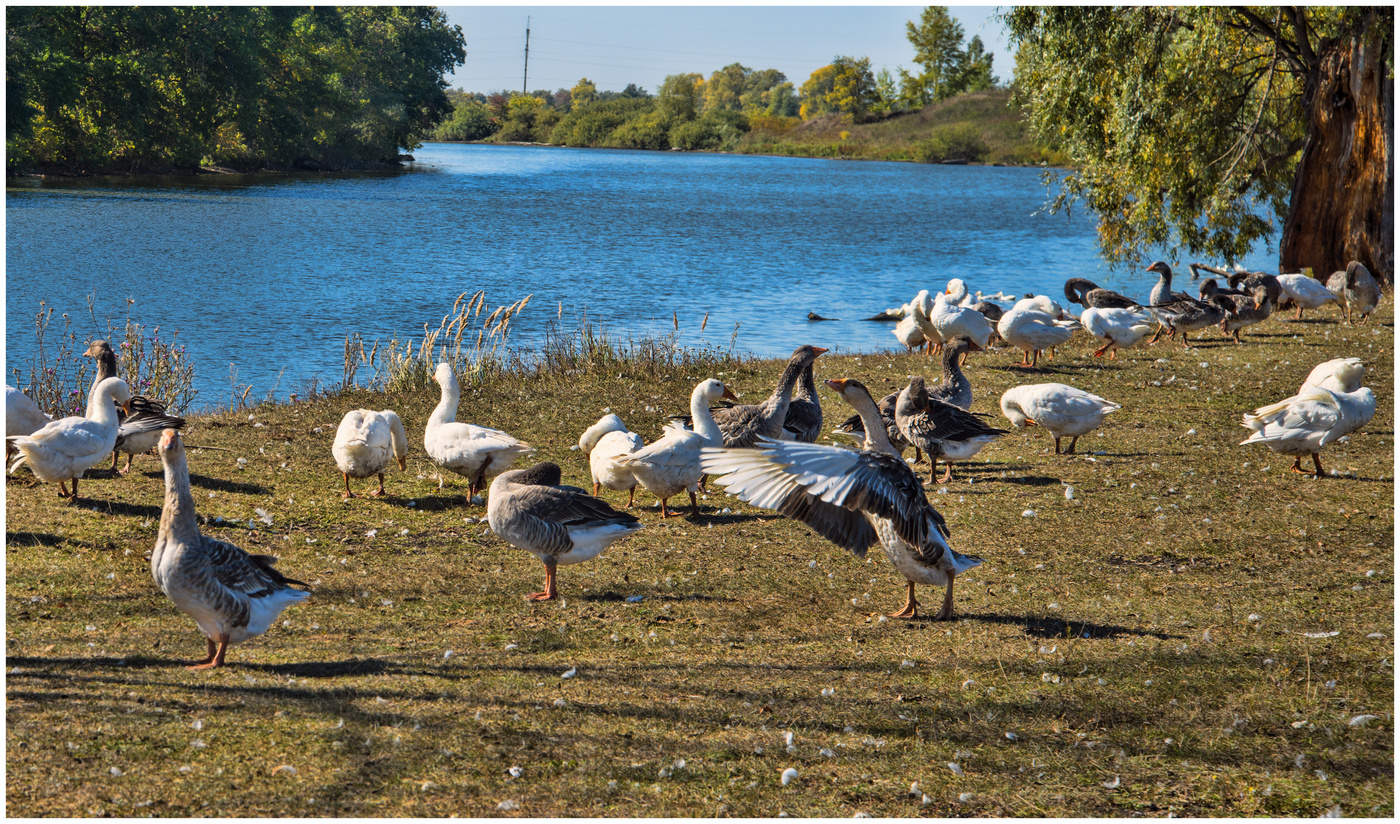 Гуси-гуси га-га-га...