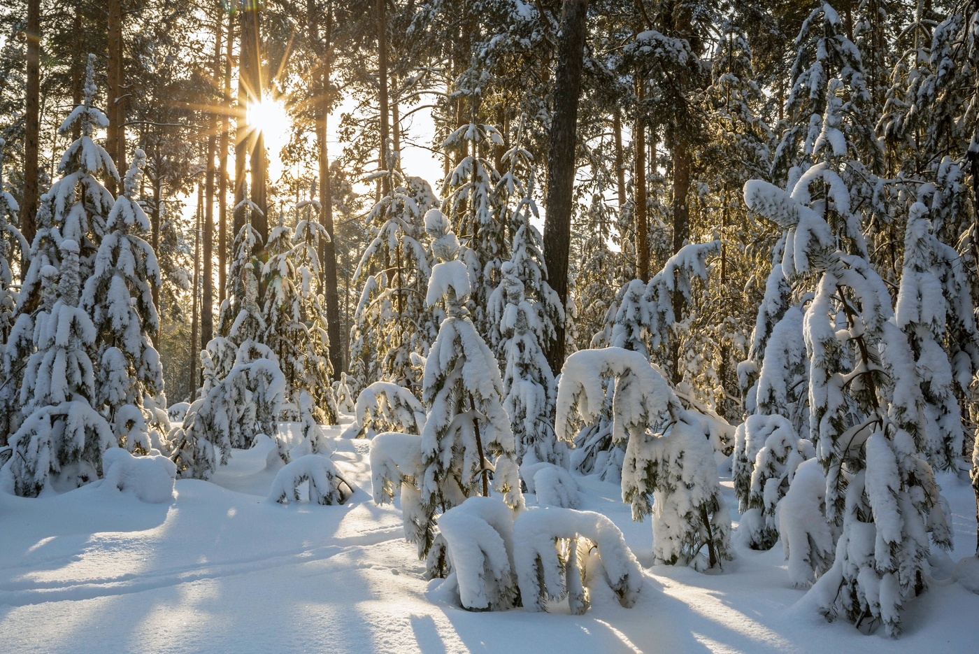 лес после снегопада