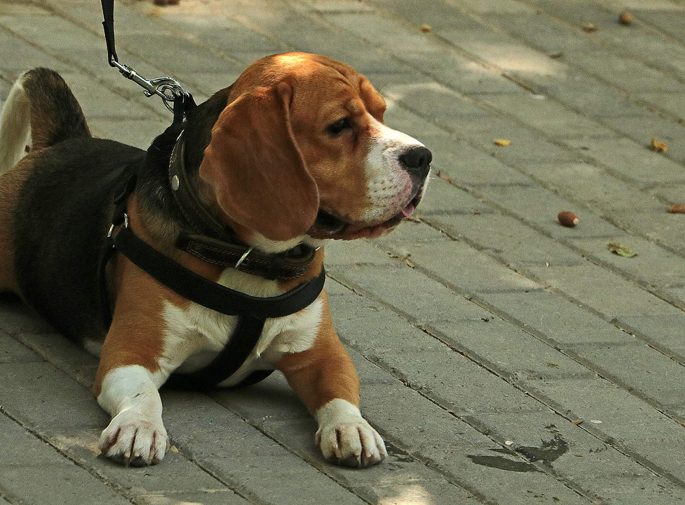 Кто там хулиганит?!..