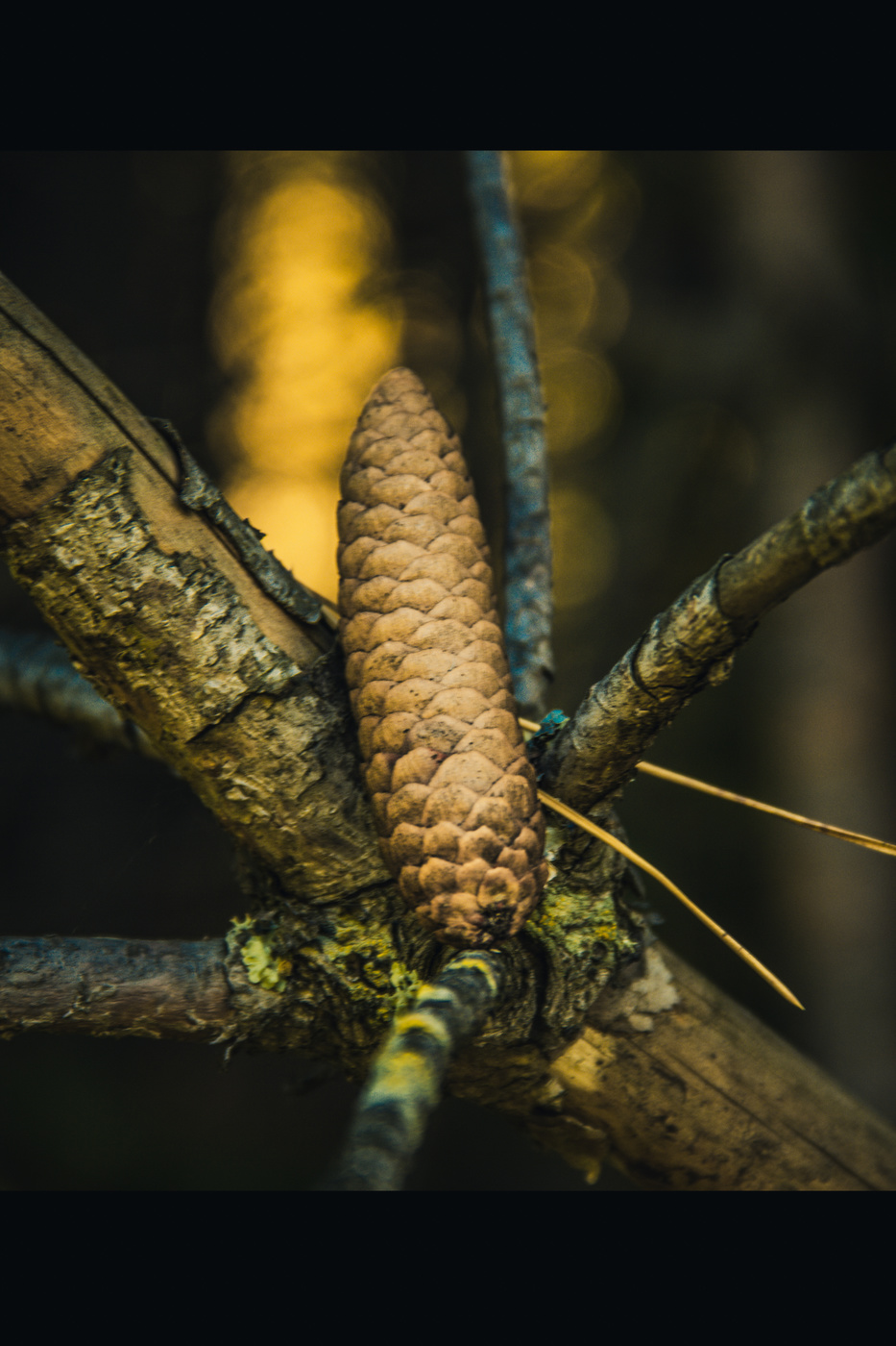 Лесной натюрморт