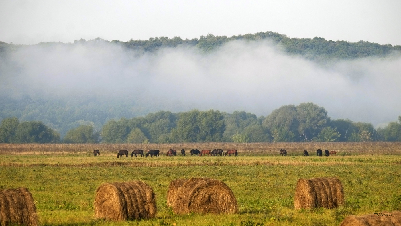 Далеко, далеко на лугу пасутся ко...