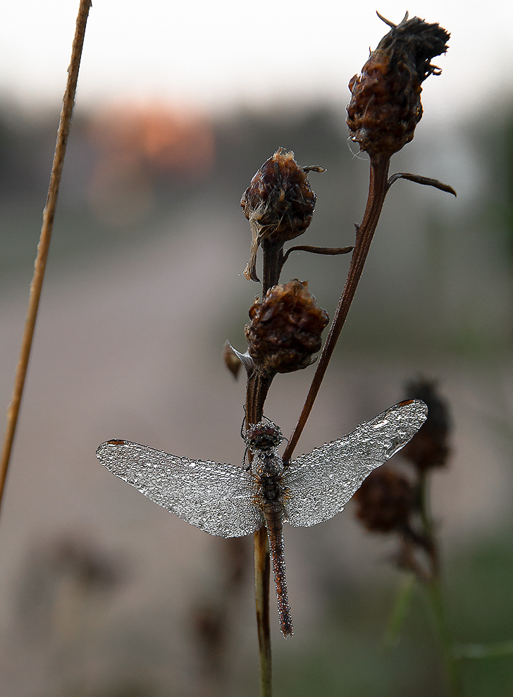 Дом, в котором живет...