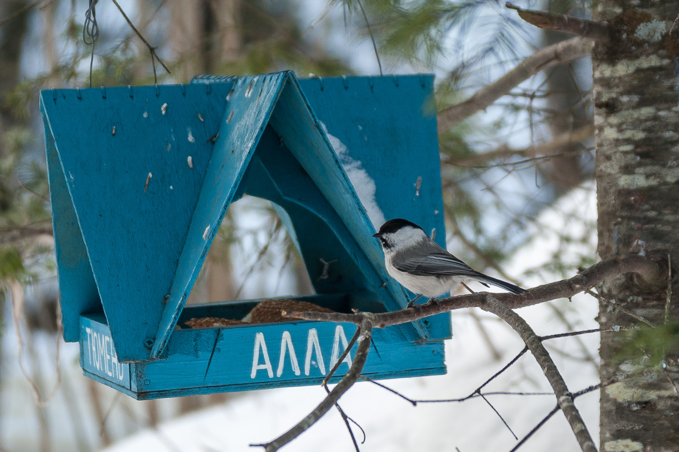 Дом, в котором живет...