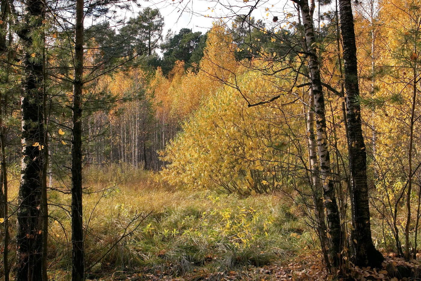 Сентябрьский лес.