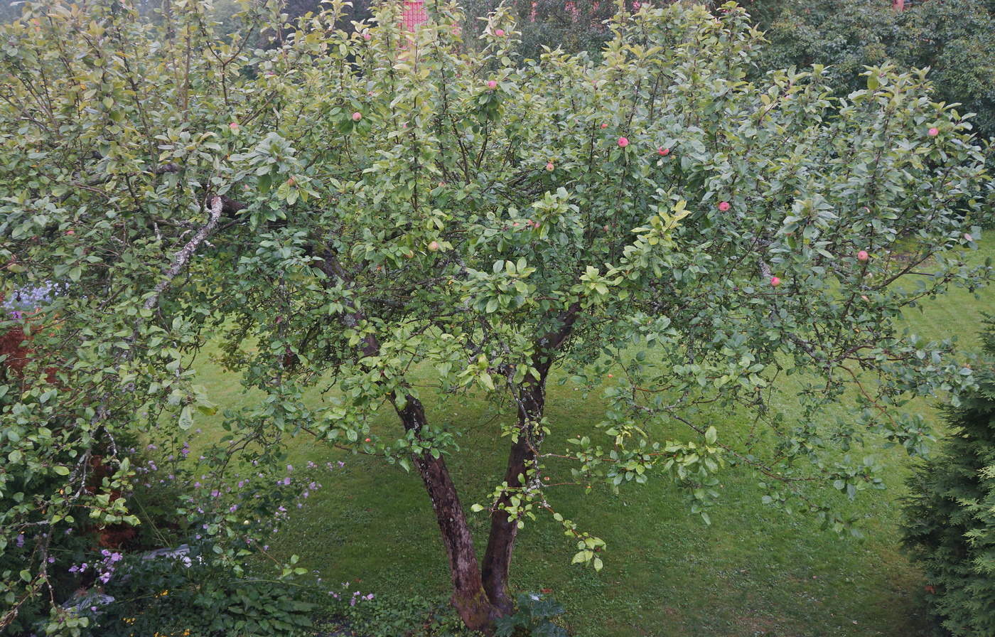 Старая яблонька