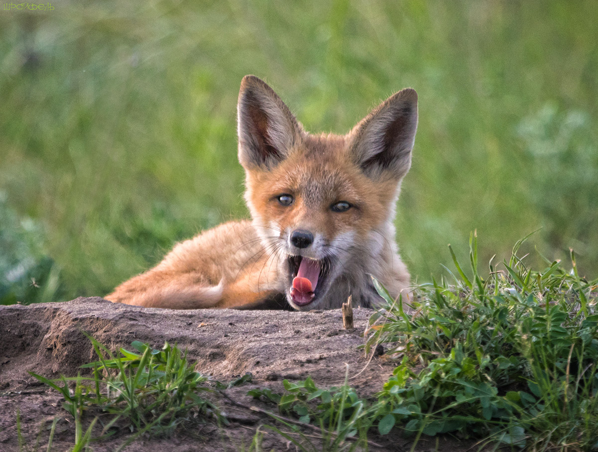 Что-то в сон клонит...