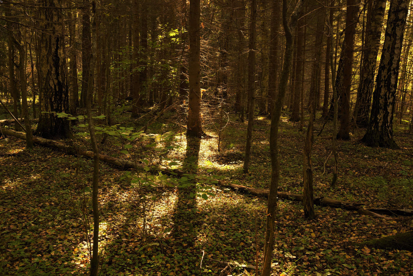 "Начинается сказка осенняя тихо ..."