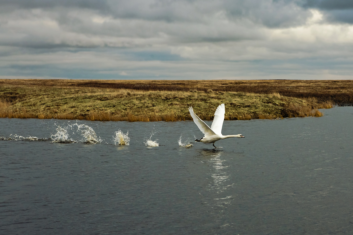 Бегущий по волнам