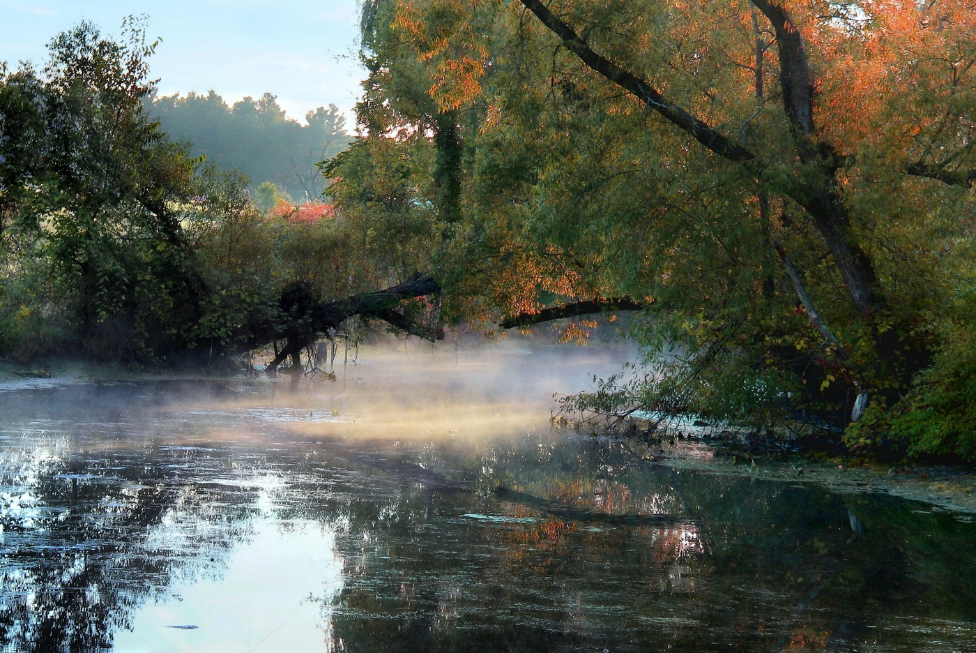 Утро у пруда