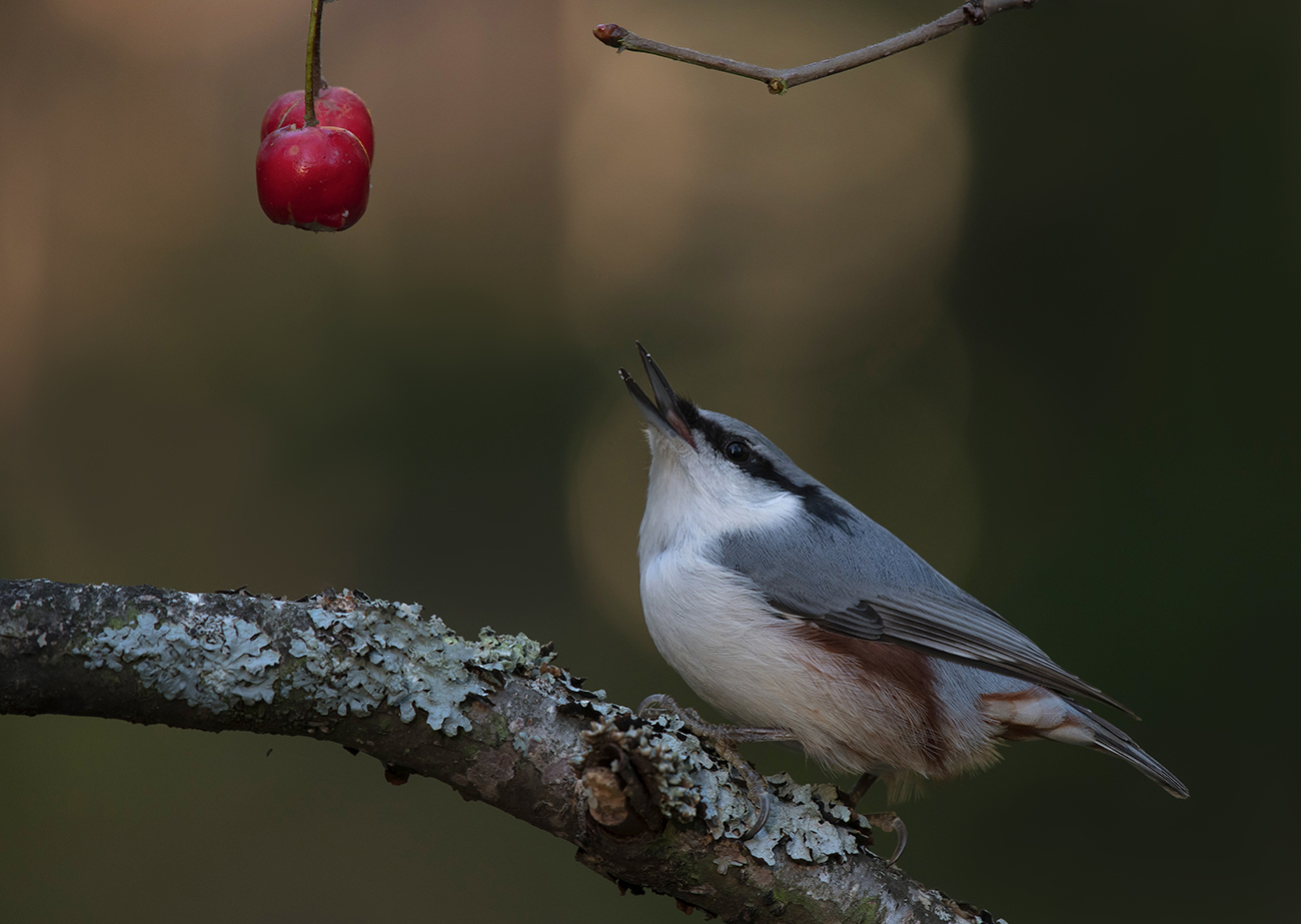 Картинка с боярышником