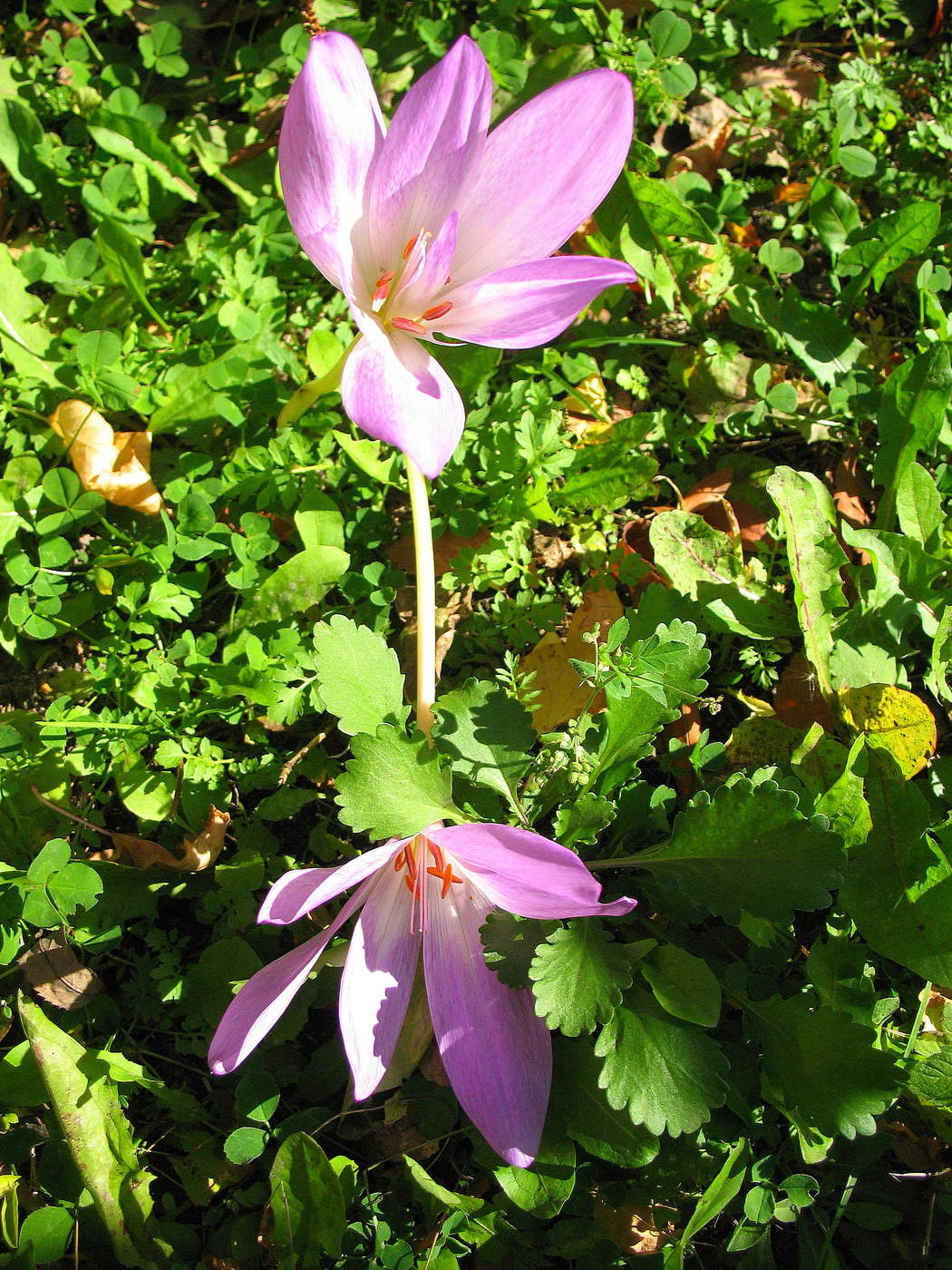 Безвременники