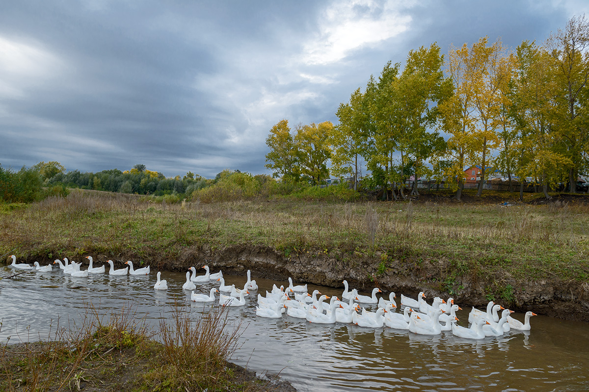 За околицей...