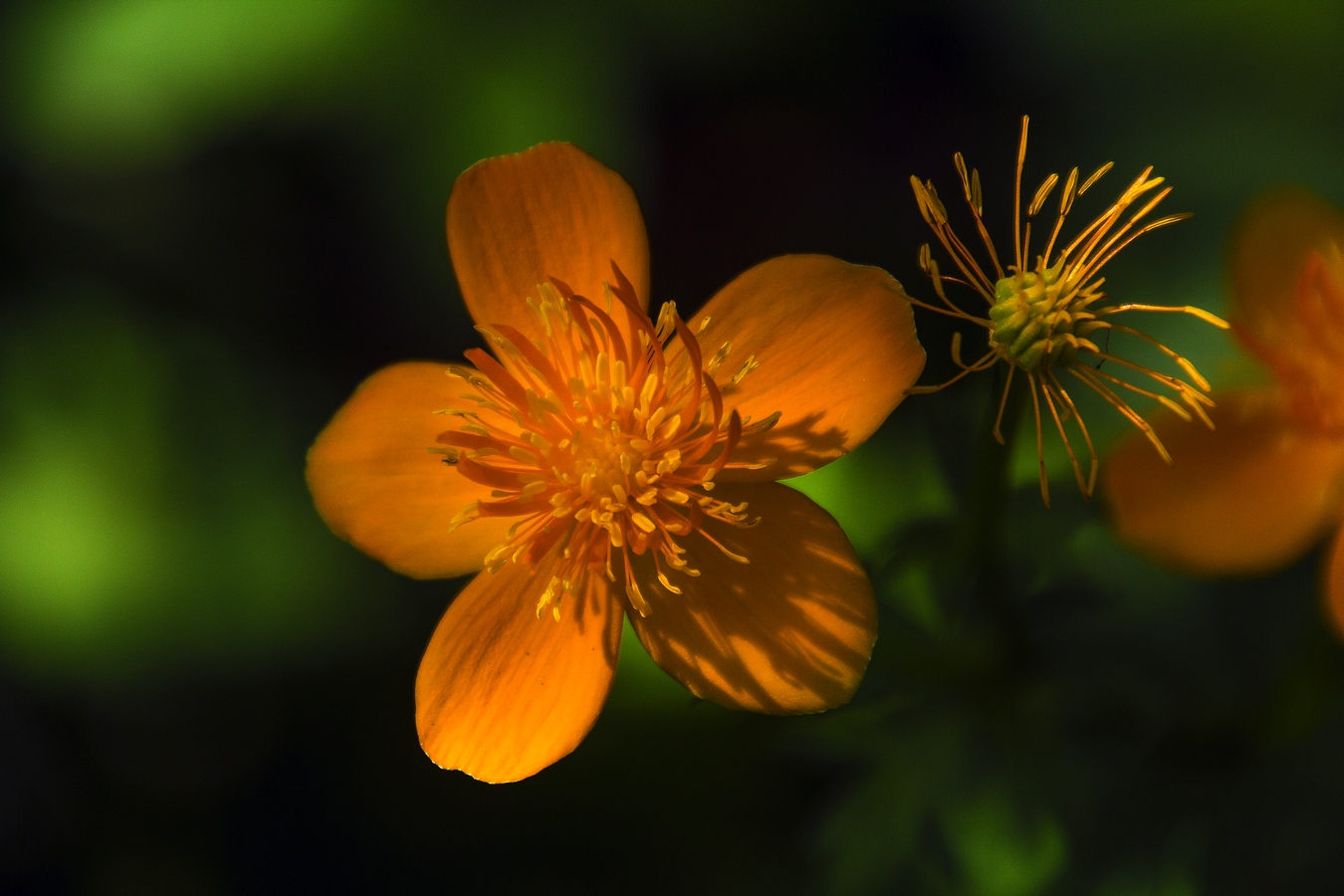 Есть только миг...