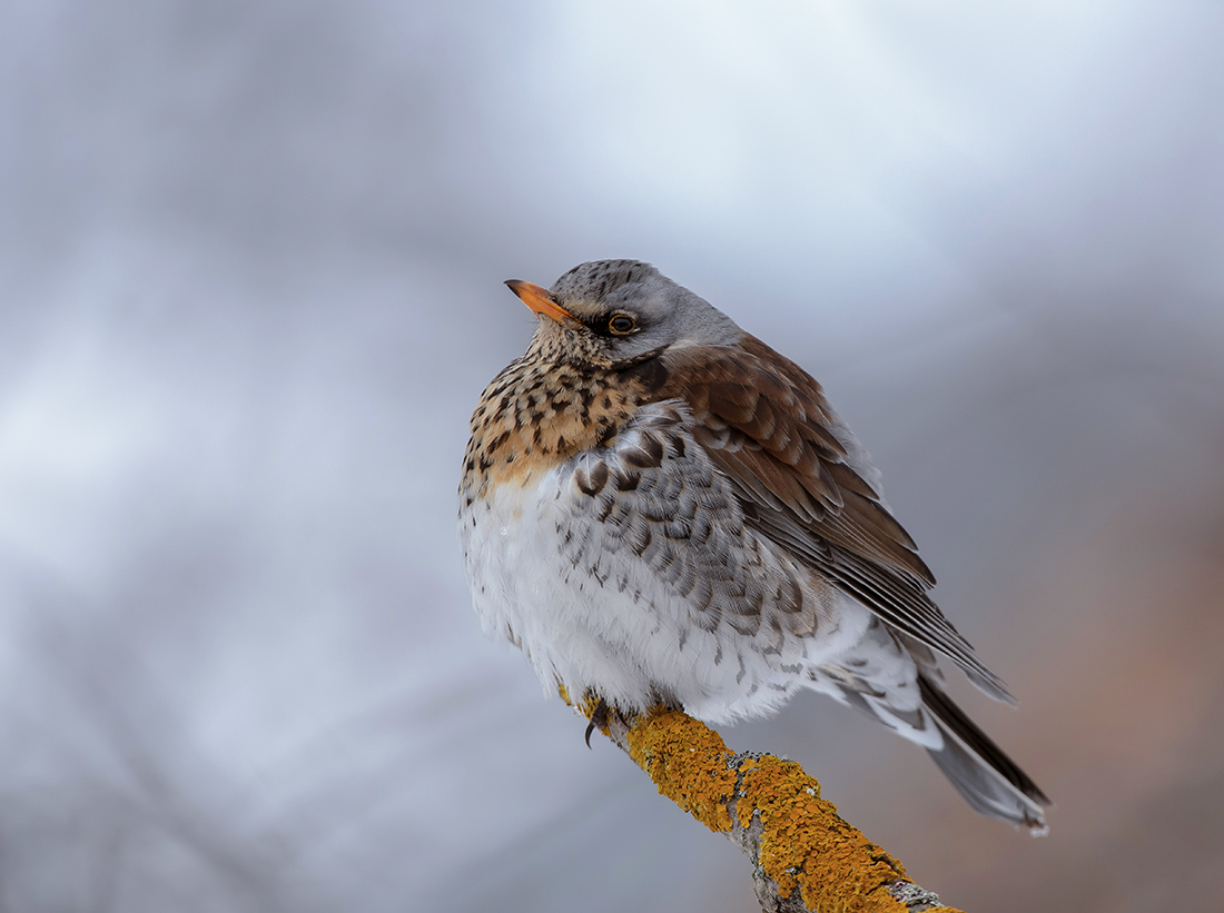 Важная особа