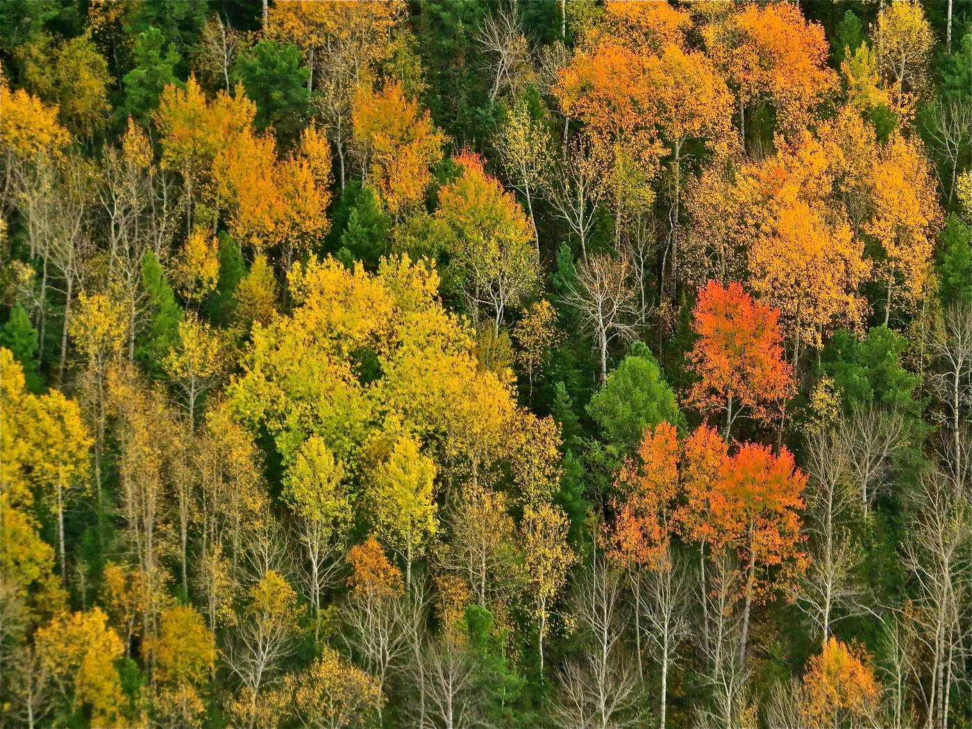 Мимолётное, осеннелиственное...