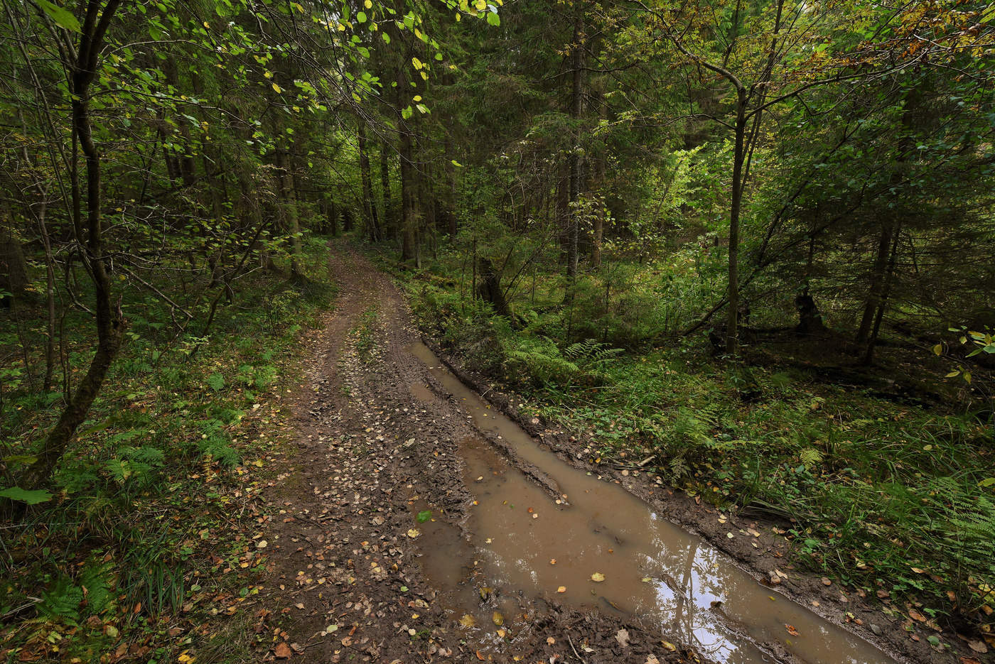 "Есть в лесу моем одна дорога ..."