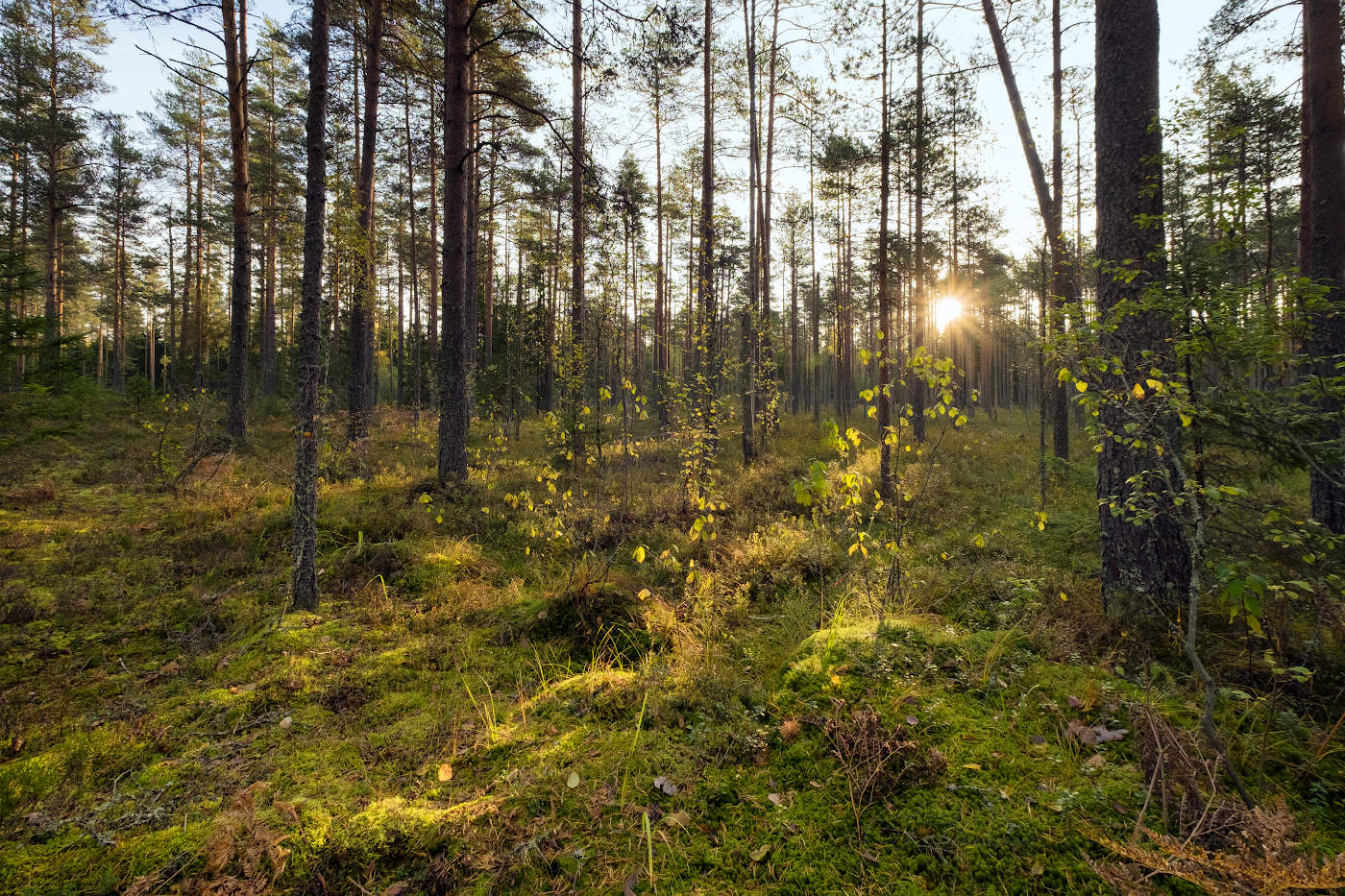 Осенний лес