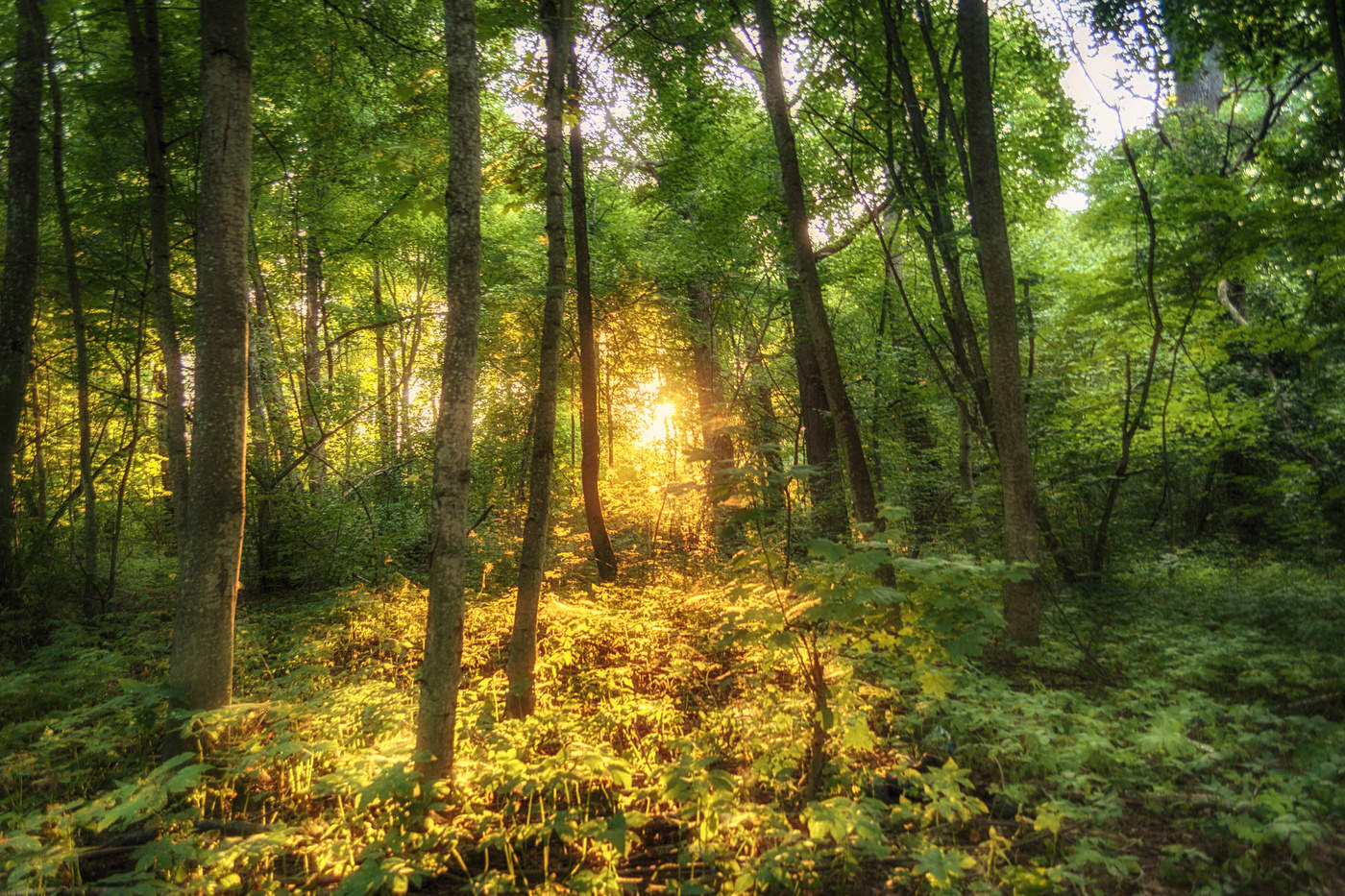 Луч Солнца Золотого.