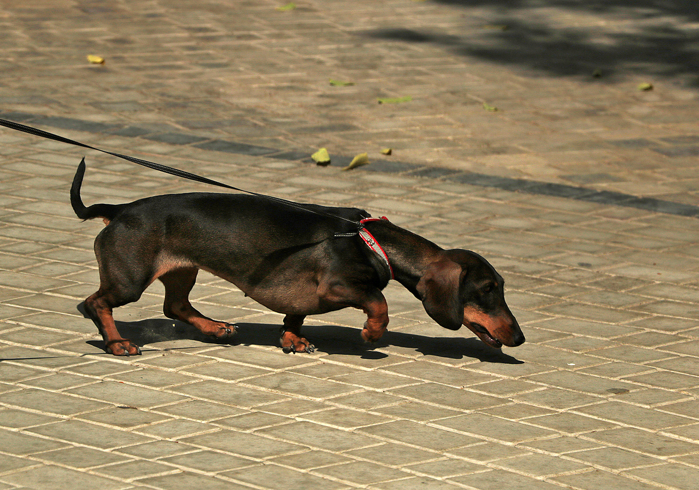 "Лимузинчик" на поводке