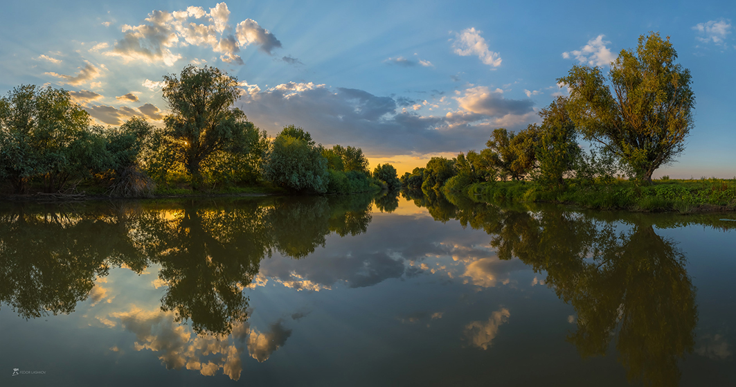 Ивы на берегу реки