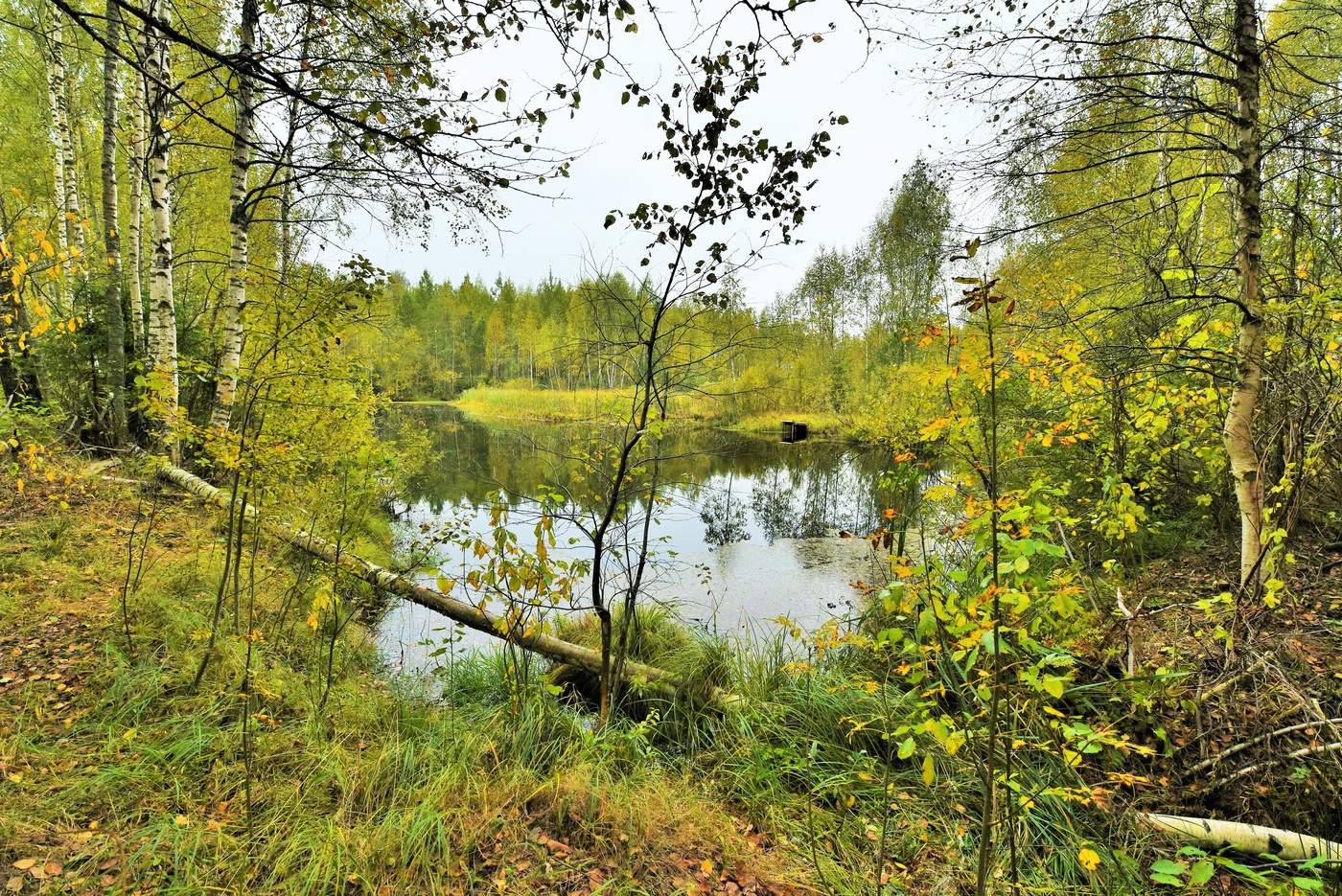 "Хотите тишины? Зайдите в Осень!"