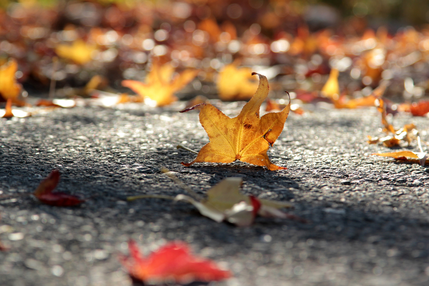 Танец осени....