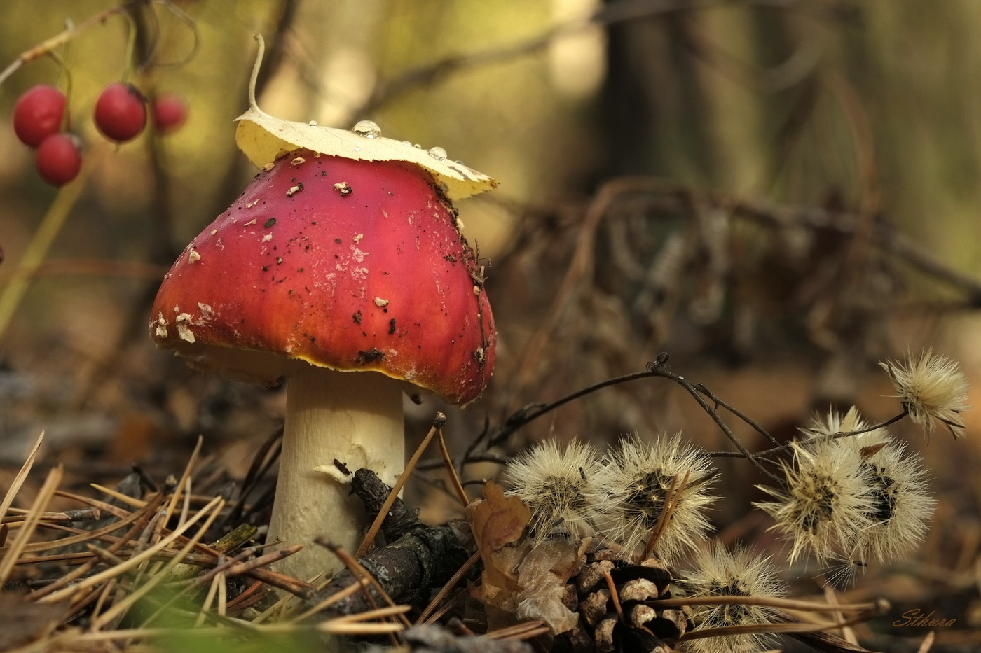 Красавец мухомор.