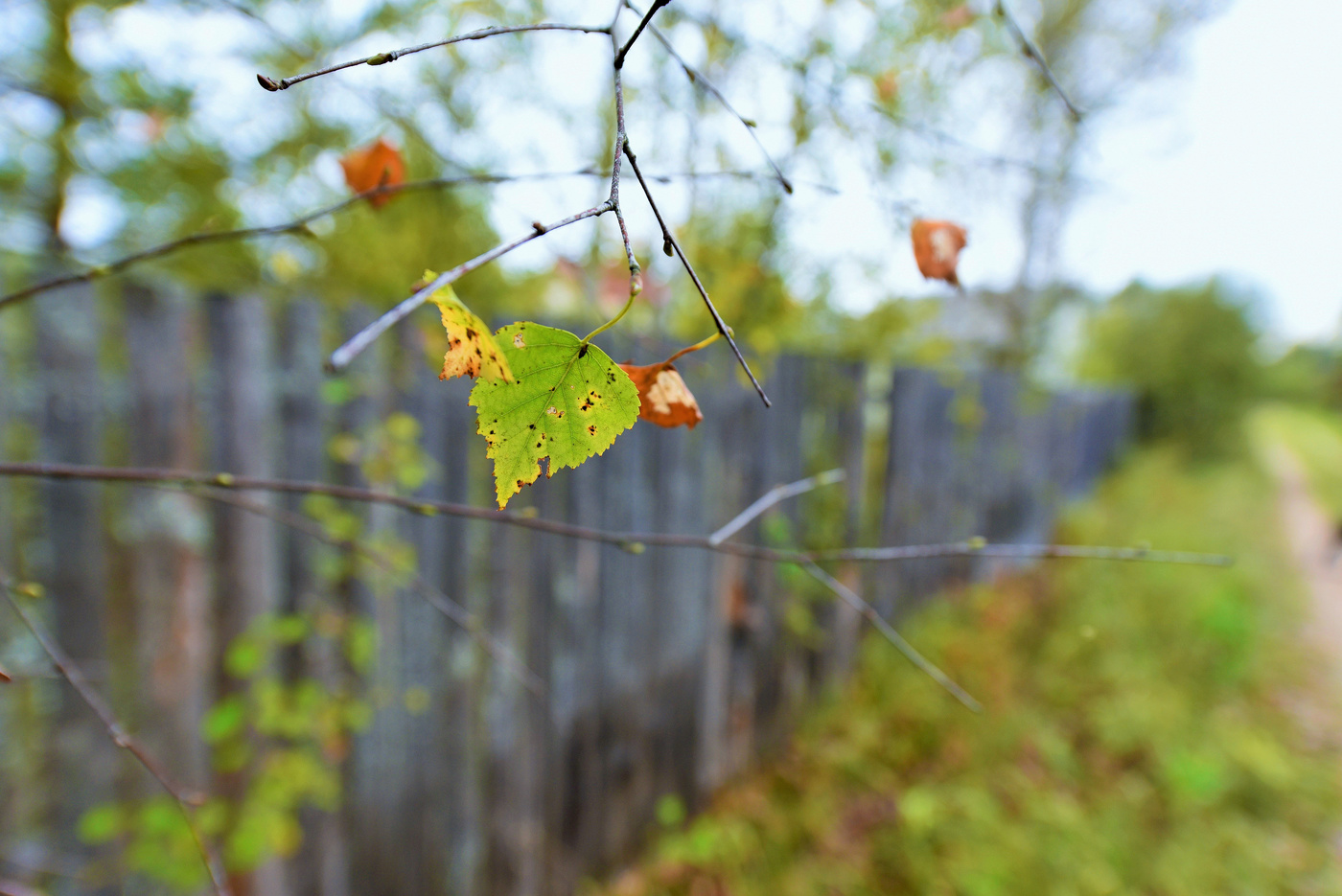 "Осень - время мечтать и смотреть разноцветные сны..."