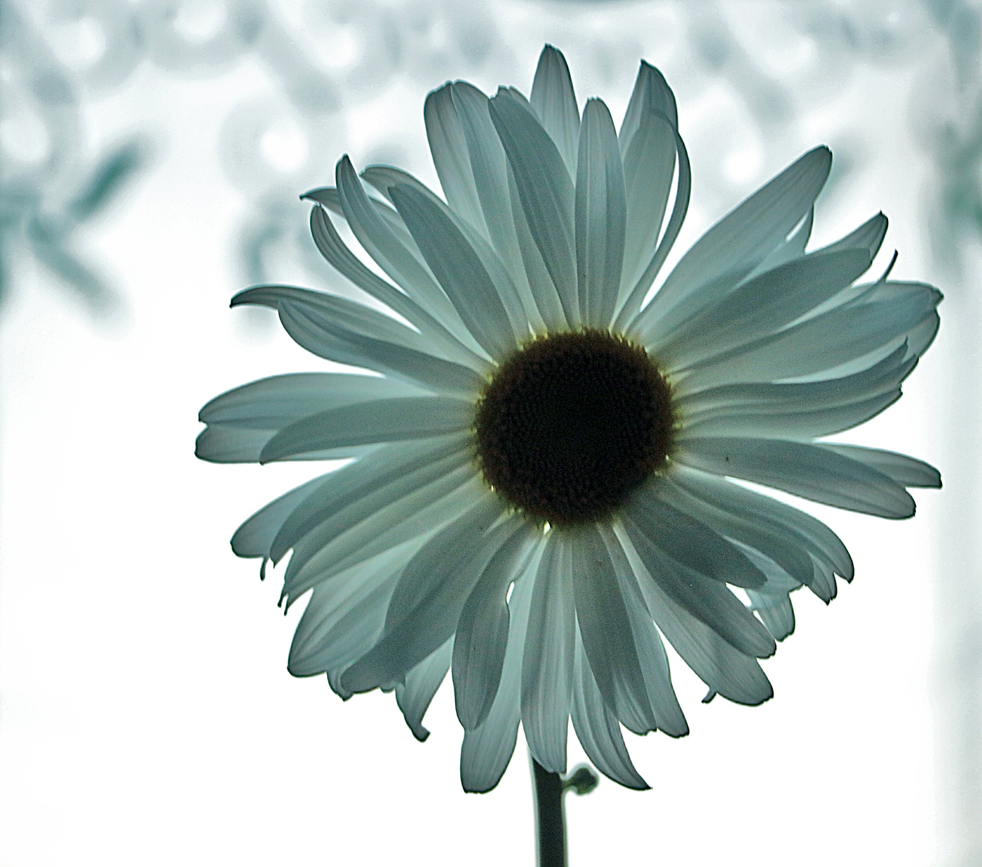 Портрет ромашки в контражуре