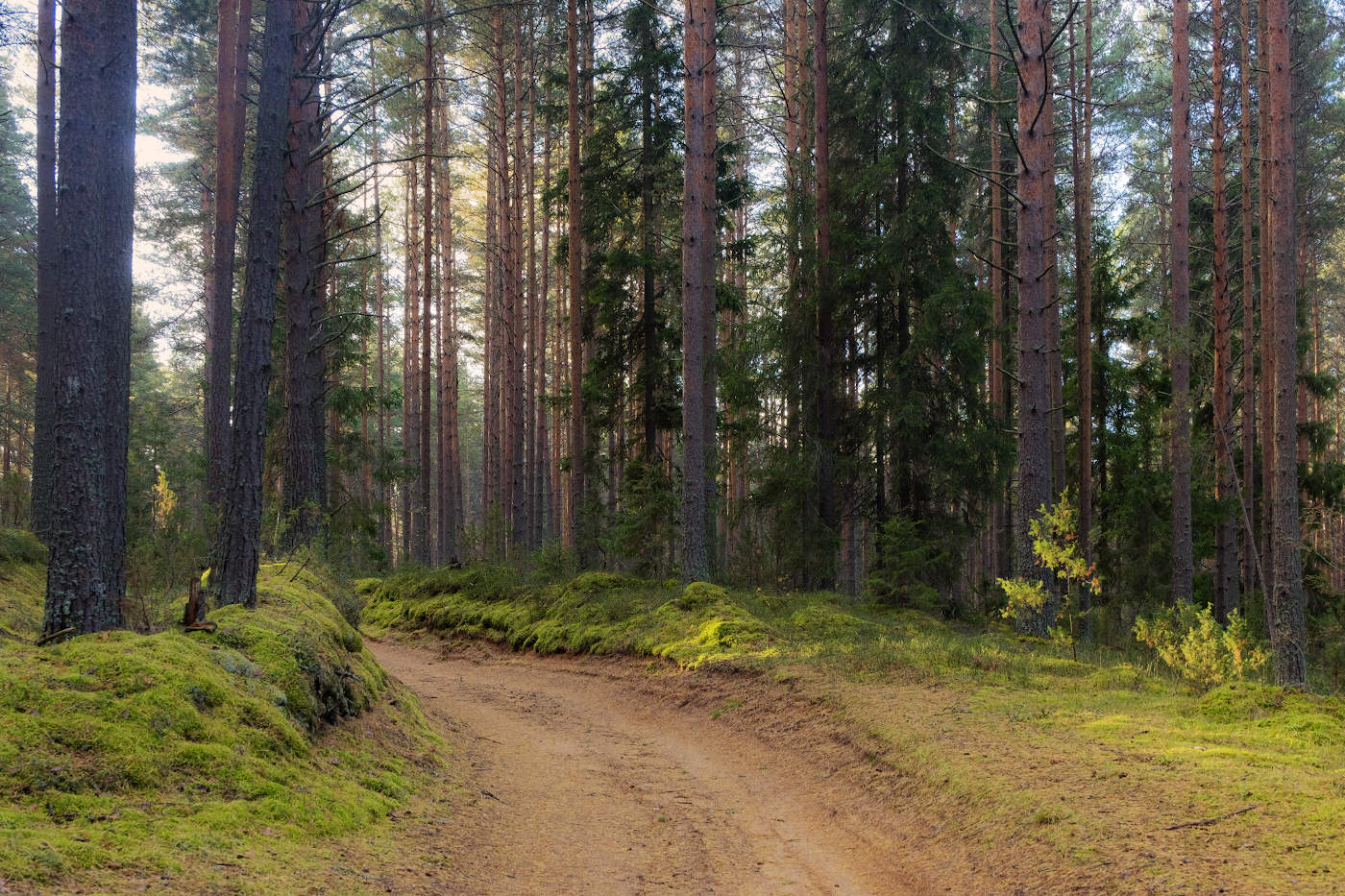 По мотивам Шишкина И. И.