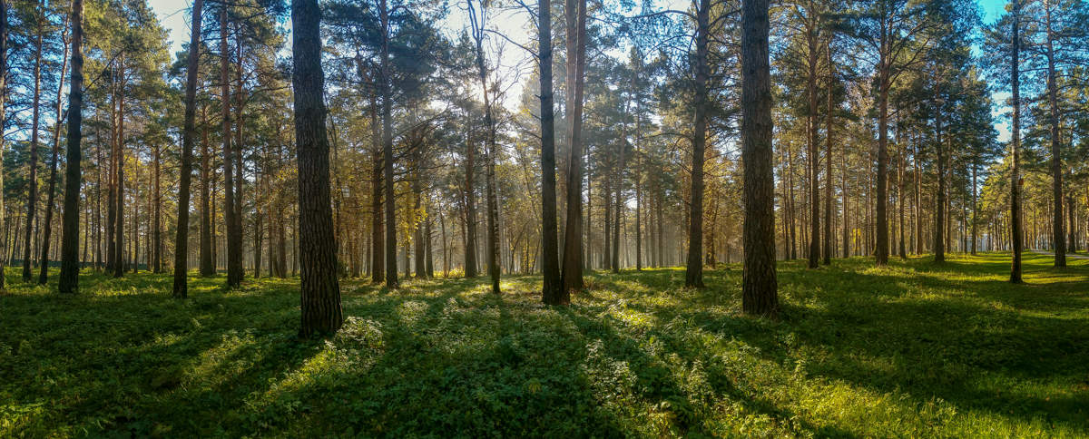 утро в сосновом бору