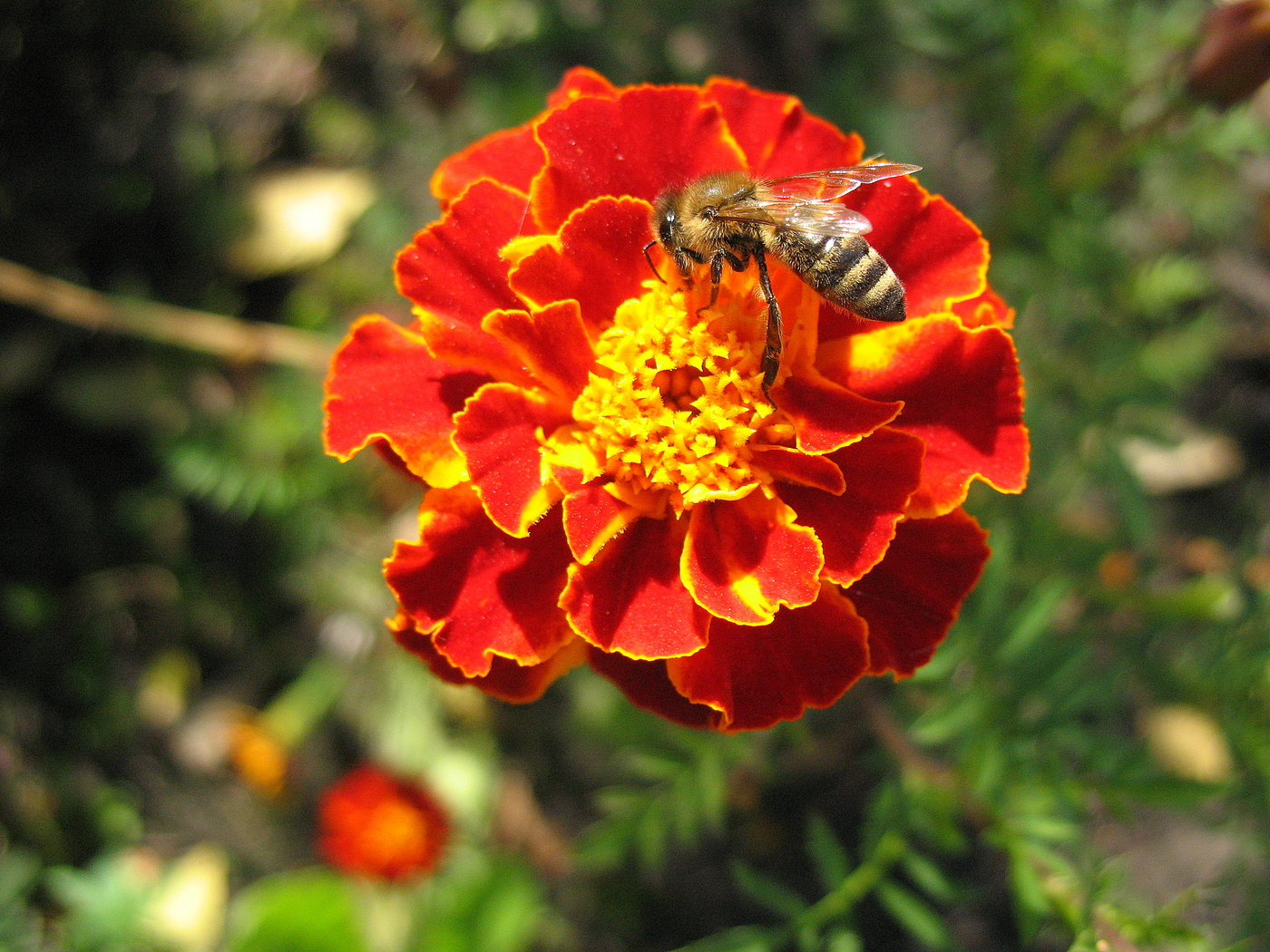 Пчела и бархатцы