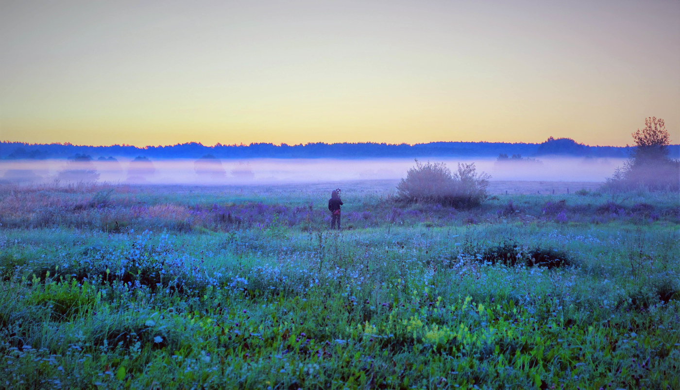 Сиреневый туман