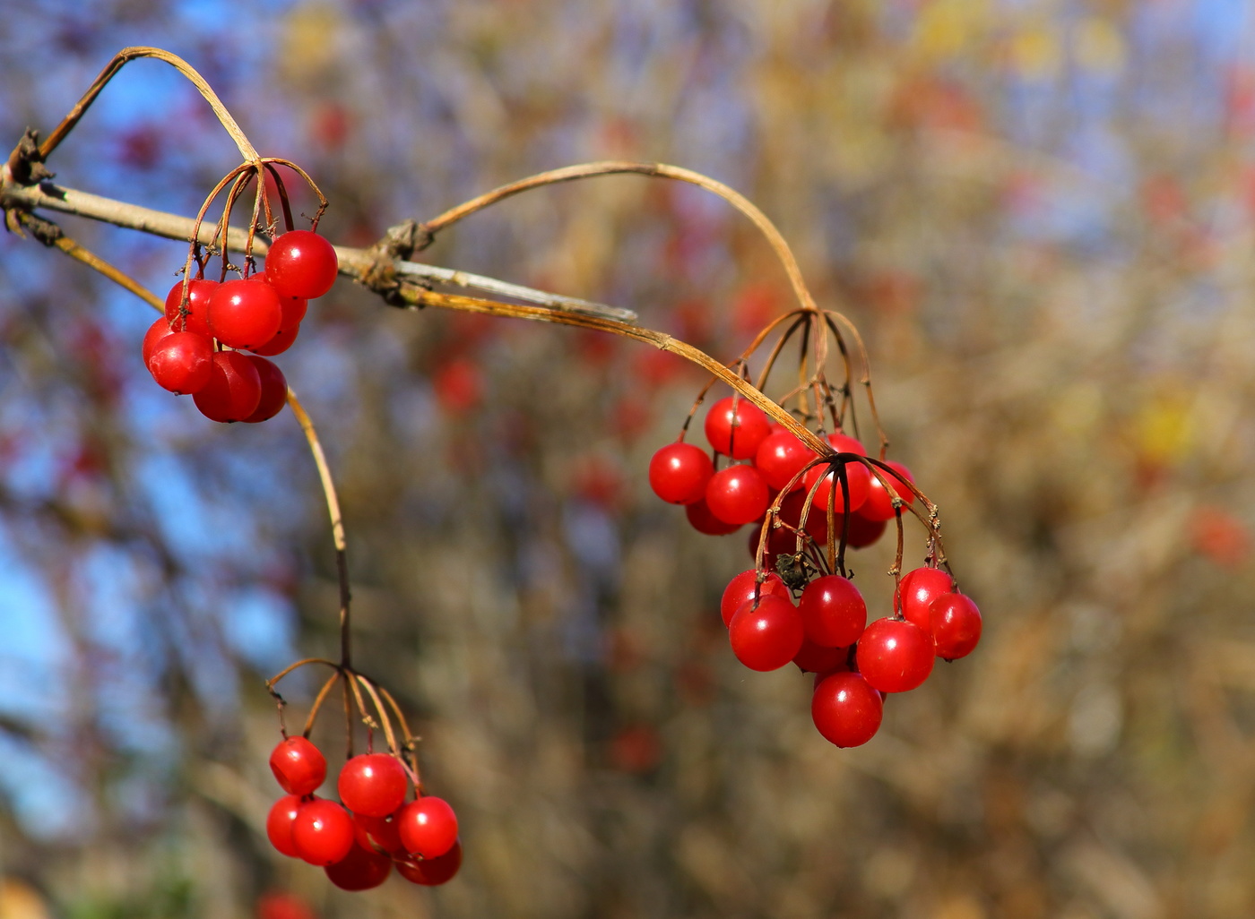 Гимн таежной калине