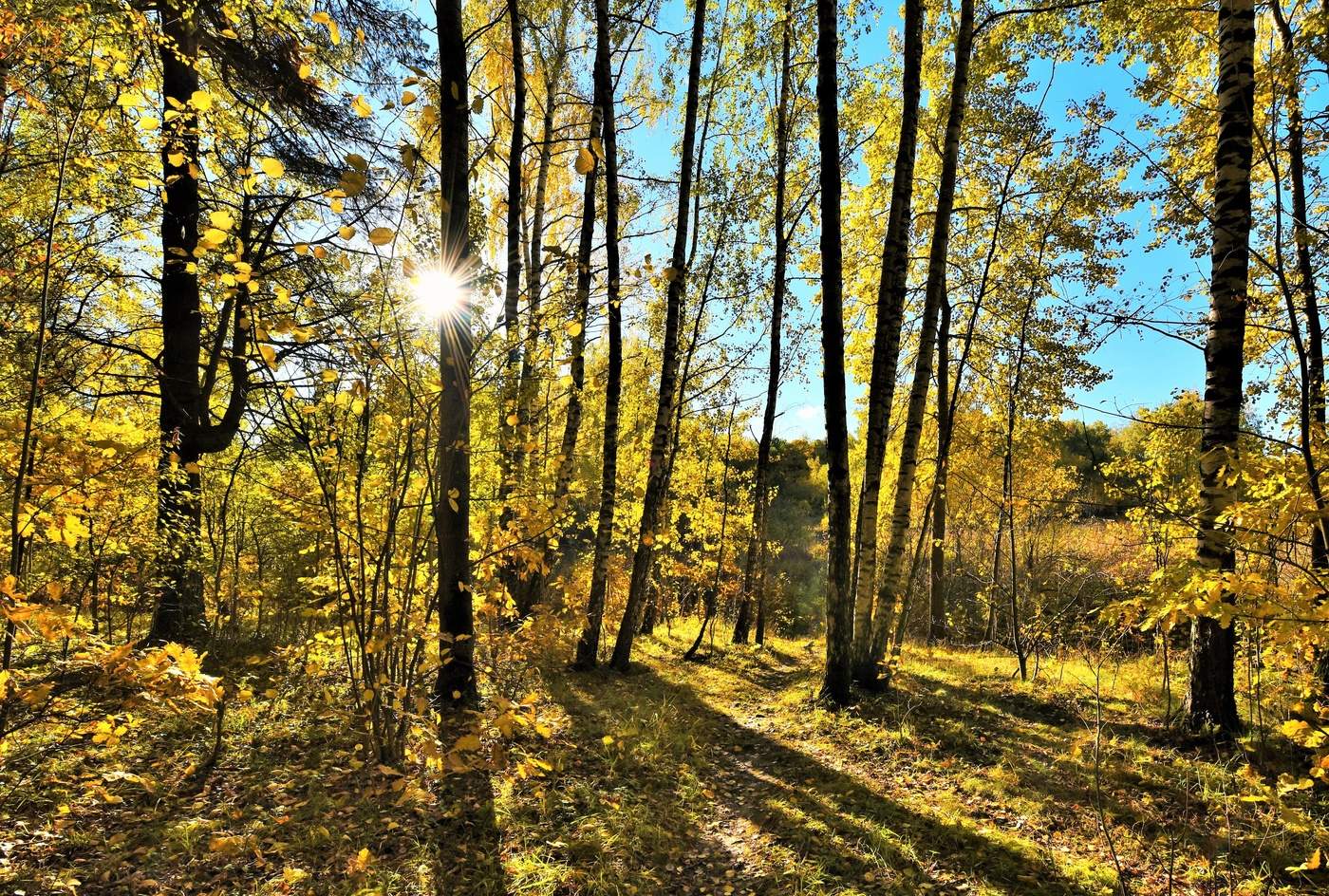 "Распутная дремала осень ..."