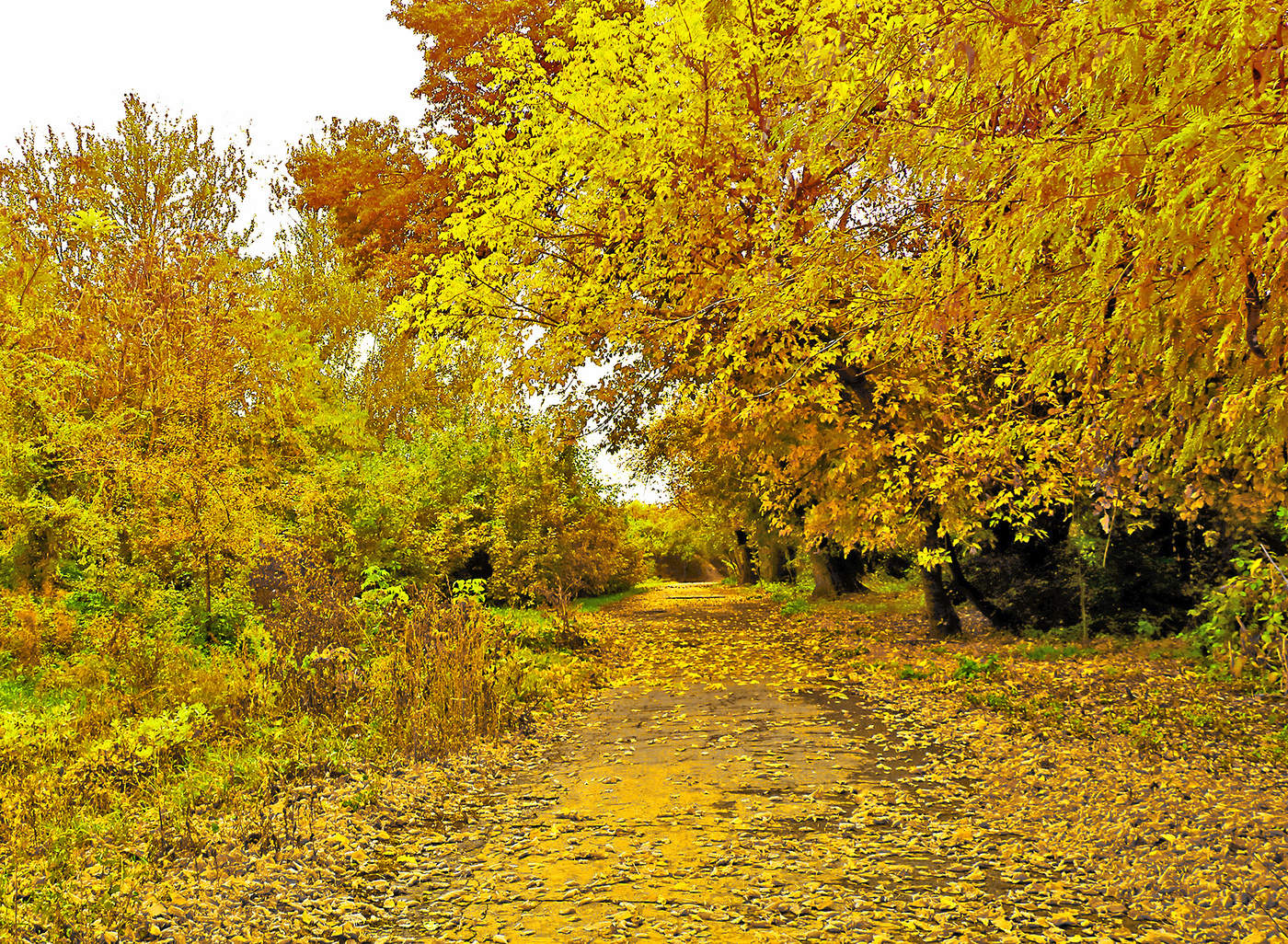 Последней красоты шуршащая печаль...