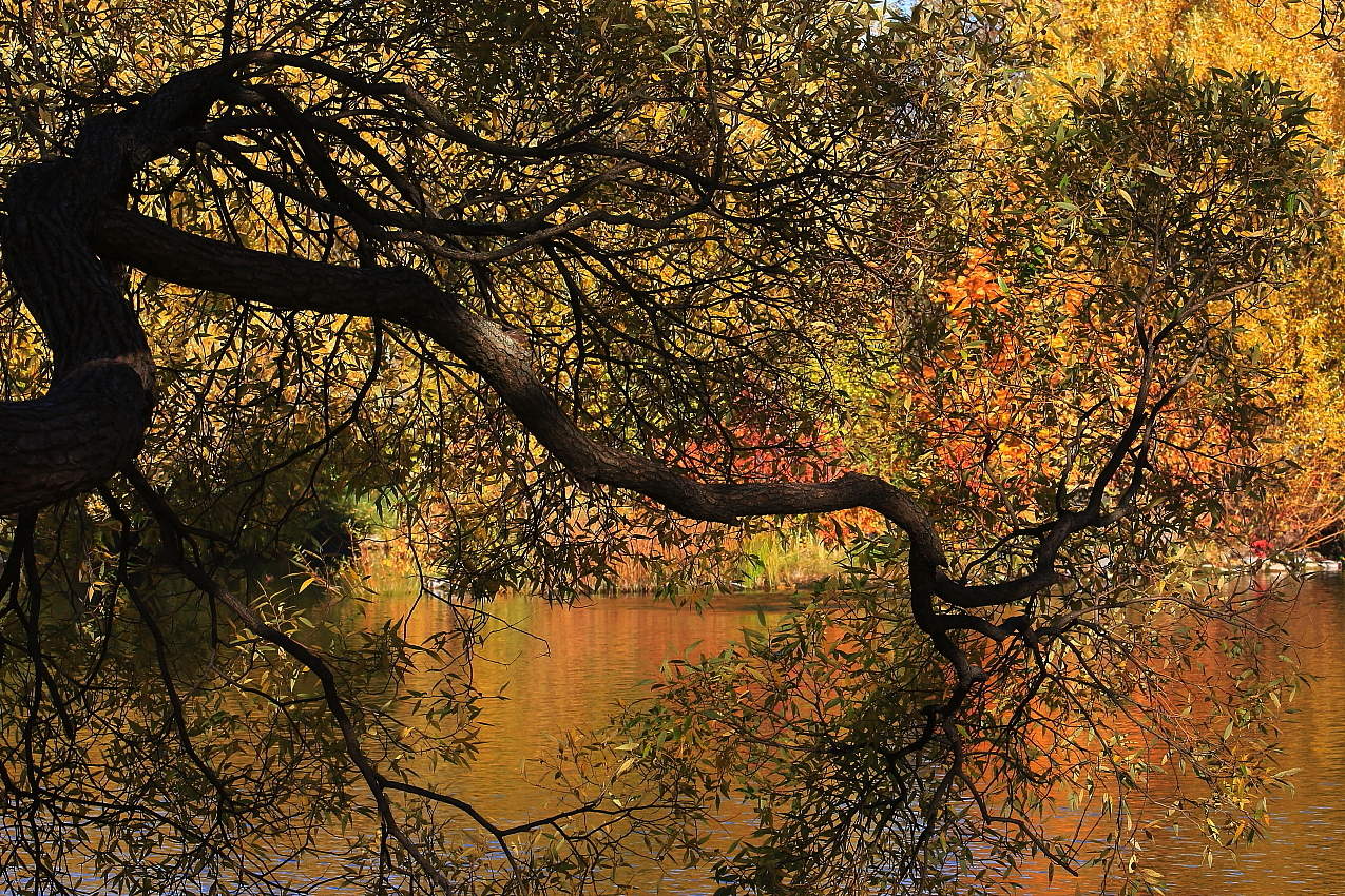 ФотоГрафика Осени.