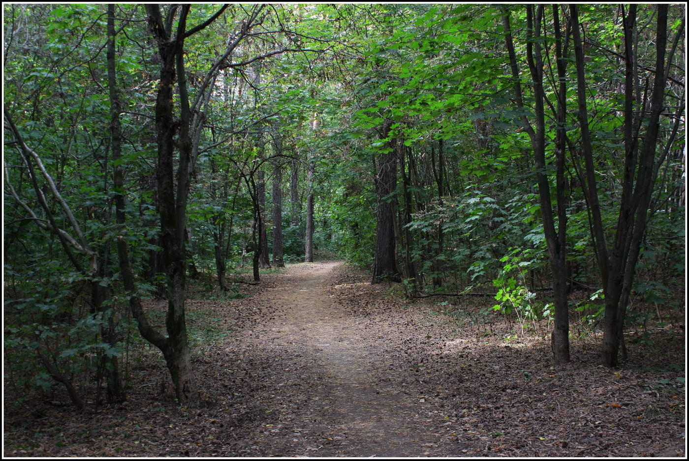 тенистыми тропами