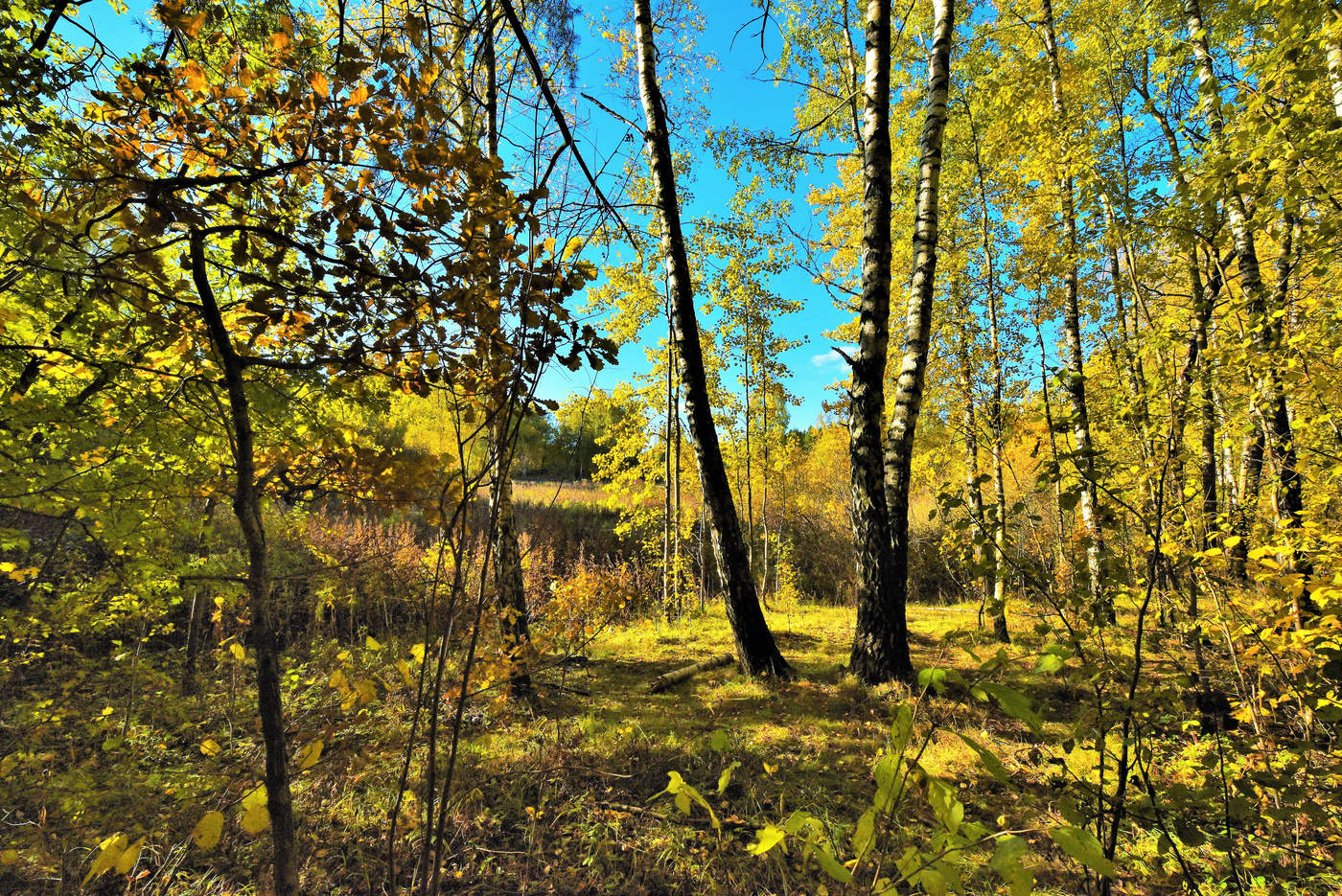 "В старом парке заблудилась осень ..."