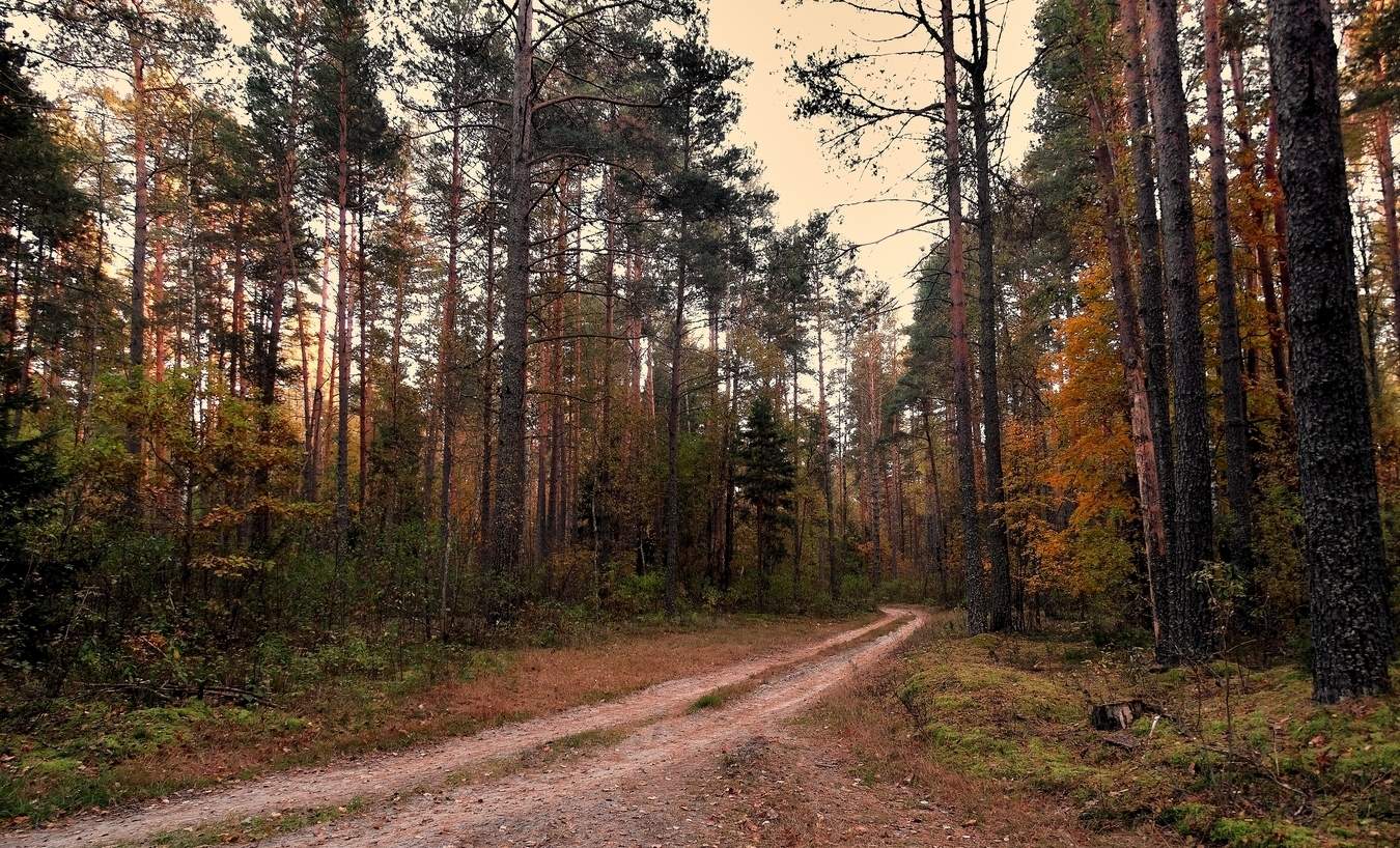 Осень забралась в лес
