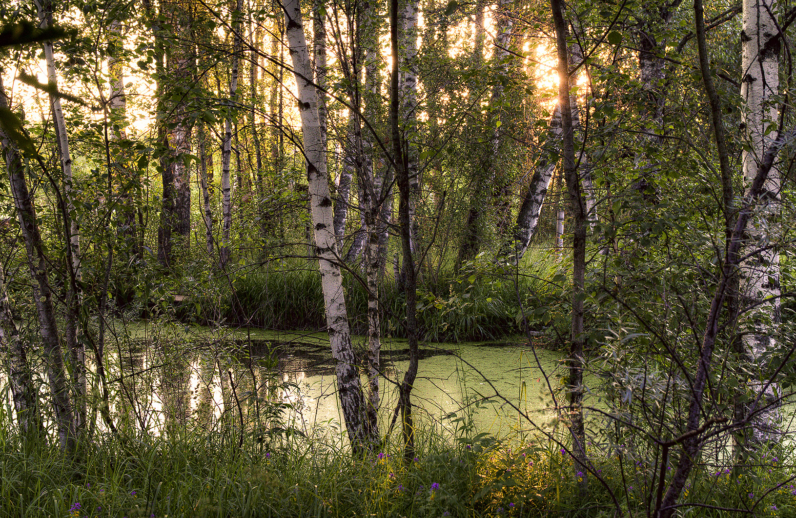 мимо проходил...