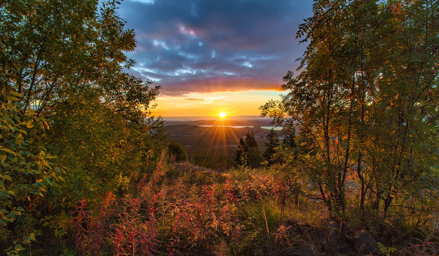 Алые цветы рассвета