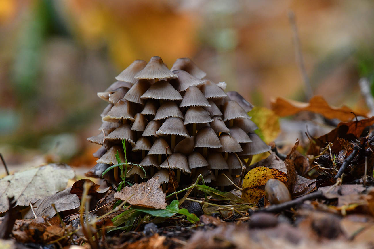 Запах осени