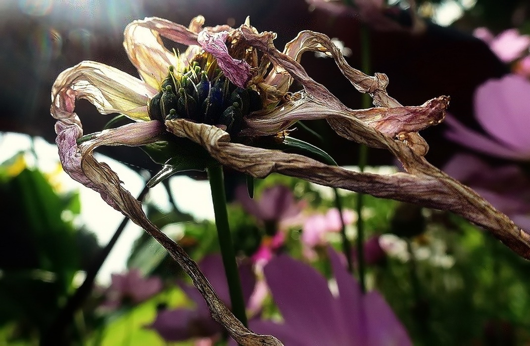 Запах осени